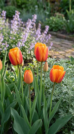 Tulipa 'Beauty of Apeldoorn' (Tulip) - Harding & Bloom