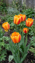 Tulipa 'Beauty of Apeldoorn' (Tulip) - Harding & Bloom