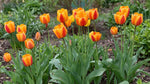Tulipa 'Beauty of Apeldoorn' (Tulip) - Harding & Bloom