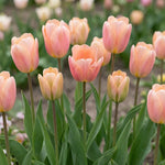 Tulipa 'Apricot Beauty' (Tulip) - Harding & Bloom
