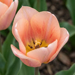 Tulipa 'Apricot Beauty' (Tulip) - Harding & Bloom