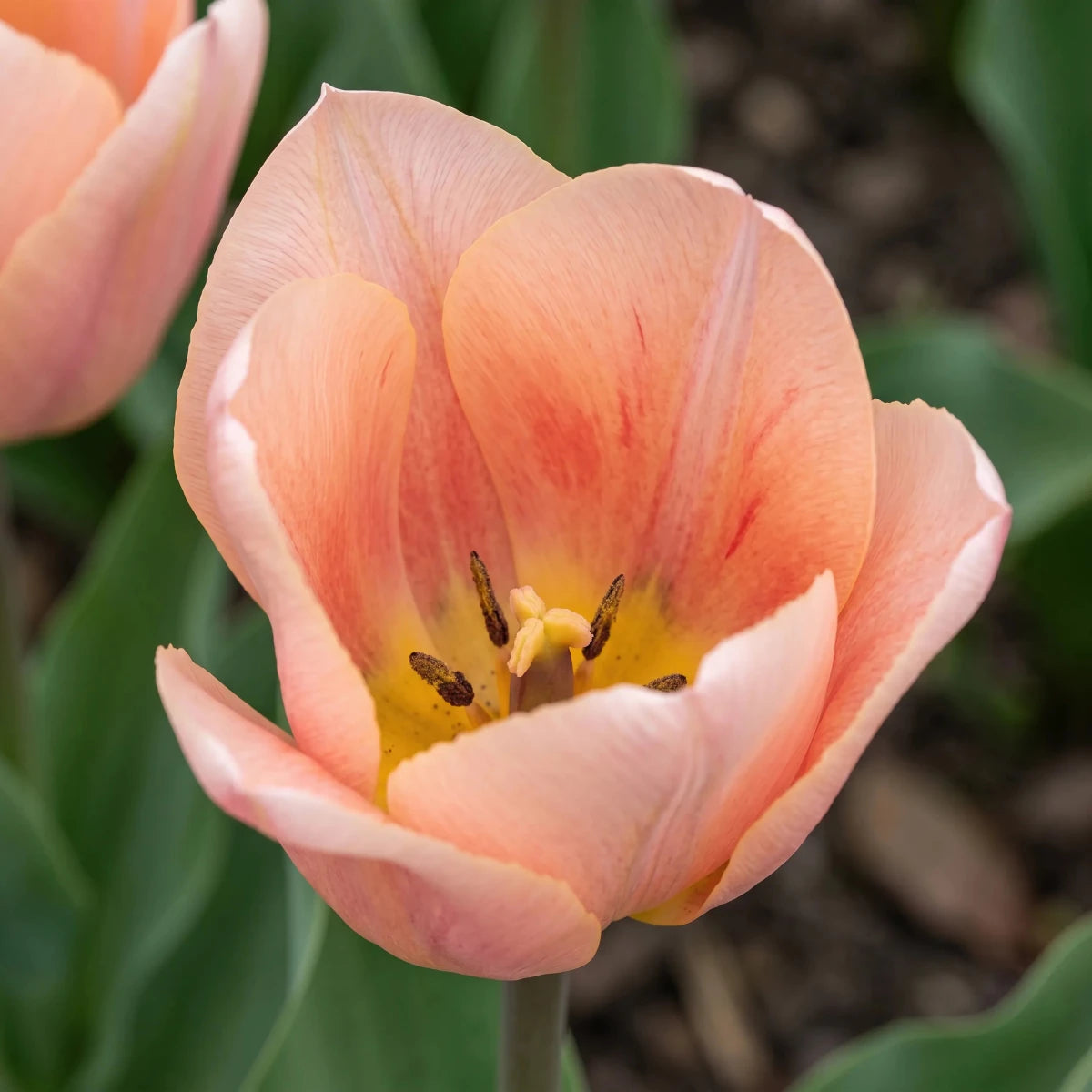Tulipa 'Apricot Beauty' (Tulip) - Harding & Bloom