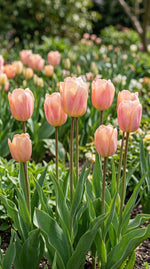 Tulipa 'Apricot Beauty' (Tulip) - Harding & Bloom