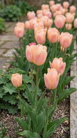 Tulipa 'Apricot Beauty' (Tulip) - Harding & Bloom