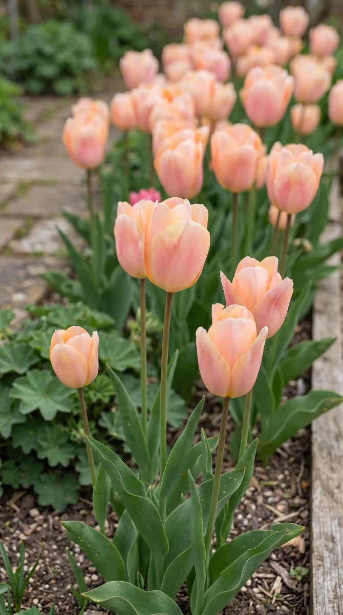 Tulipa 'Apricot Beauty' (Tulip) - Harding & Bloom