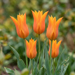 Tulipa 'Ballerina' (Tulip) - Harding & Bloom