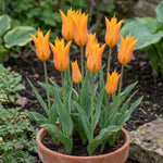 Tulipa 'Ballerina' (Tulip) - Harding & Bloom