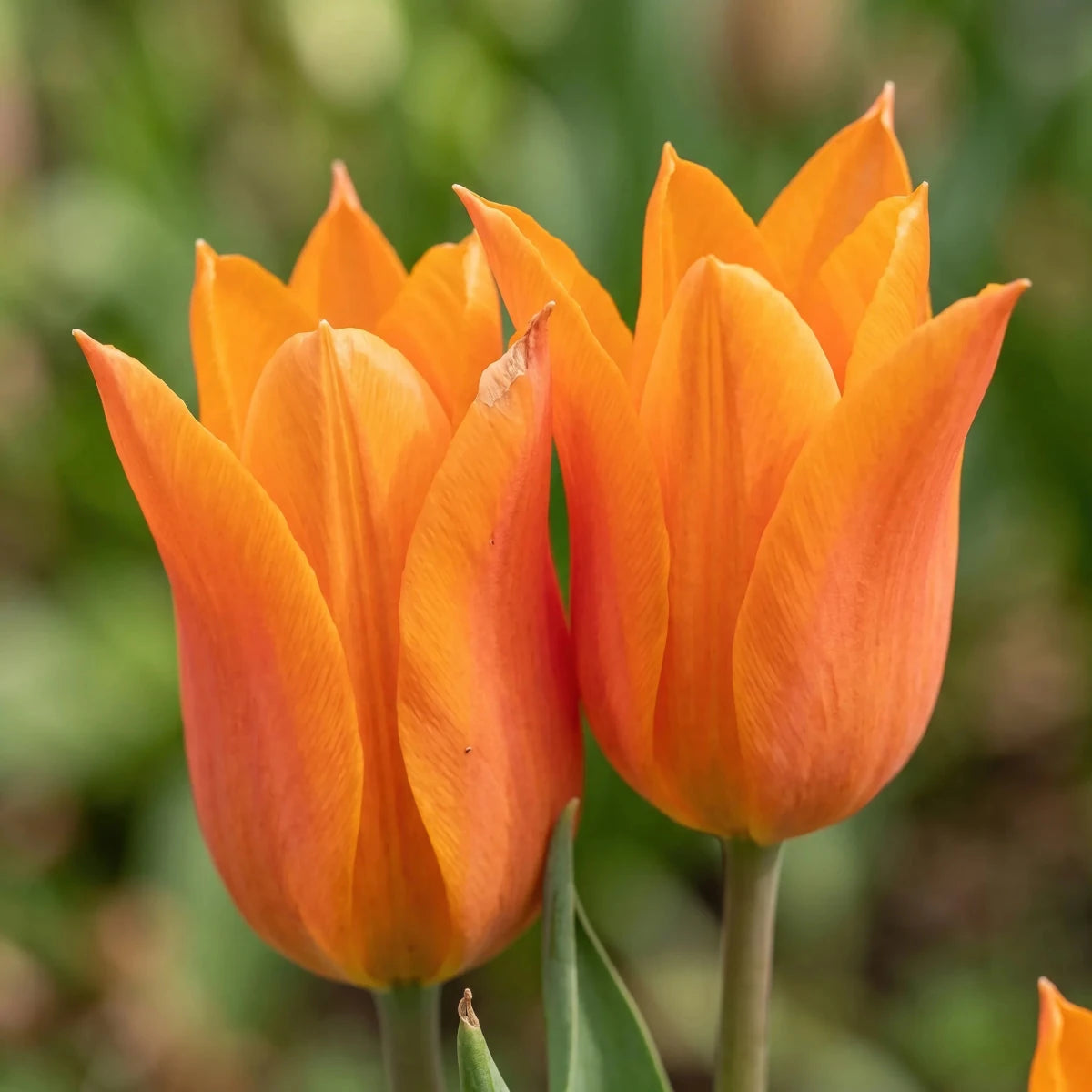Tulipa 'Ballerina' (Tulip) - Harding & Bloom