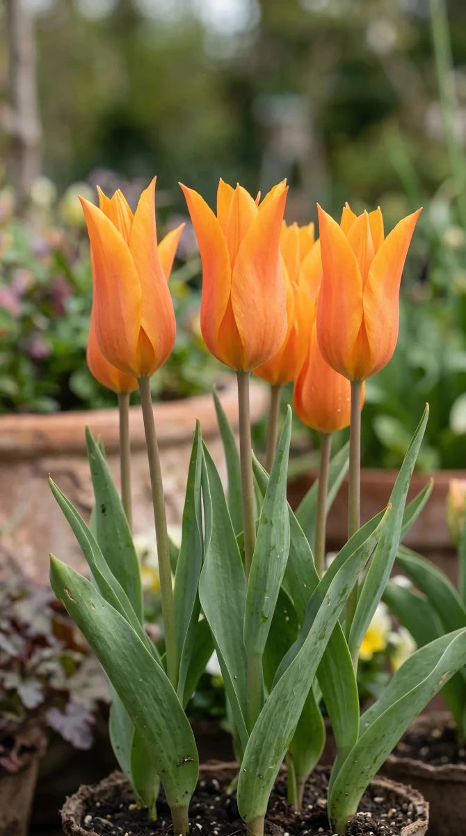Tulipa 'Ballerina' (Tulip) - Harding & Bloom