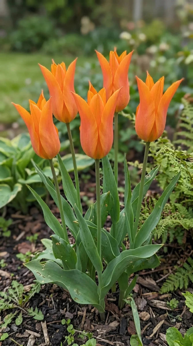 Tulipa 'Ballerina' (Tulip) - Harding & Bloom