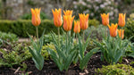 Tulipa 'Ballerina' (Tulip) - Harding & Bloom