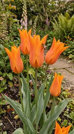 Tulipa 'Ballerina' (Tulip) - Harding & Bloom
