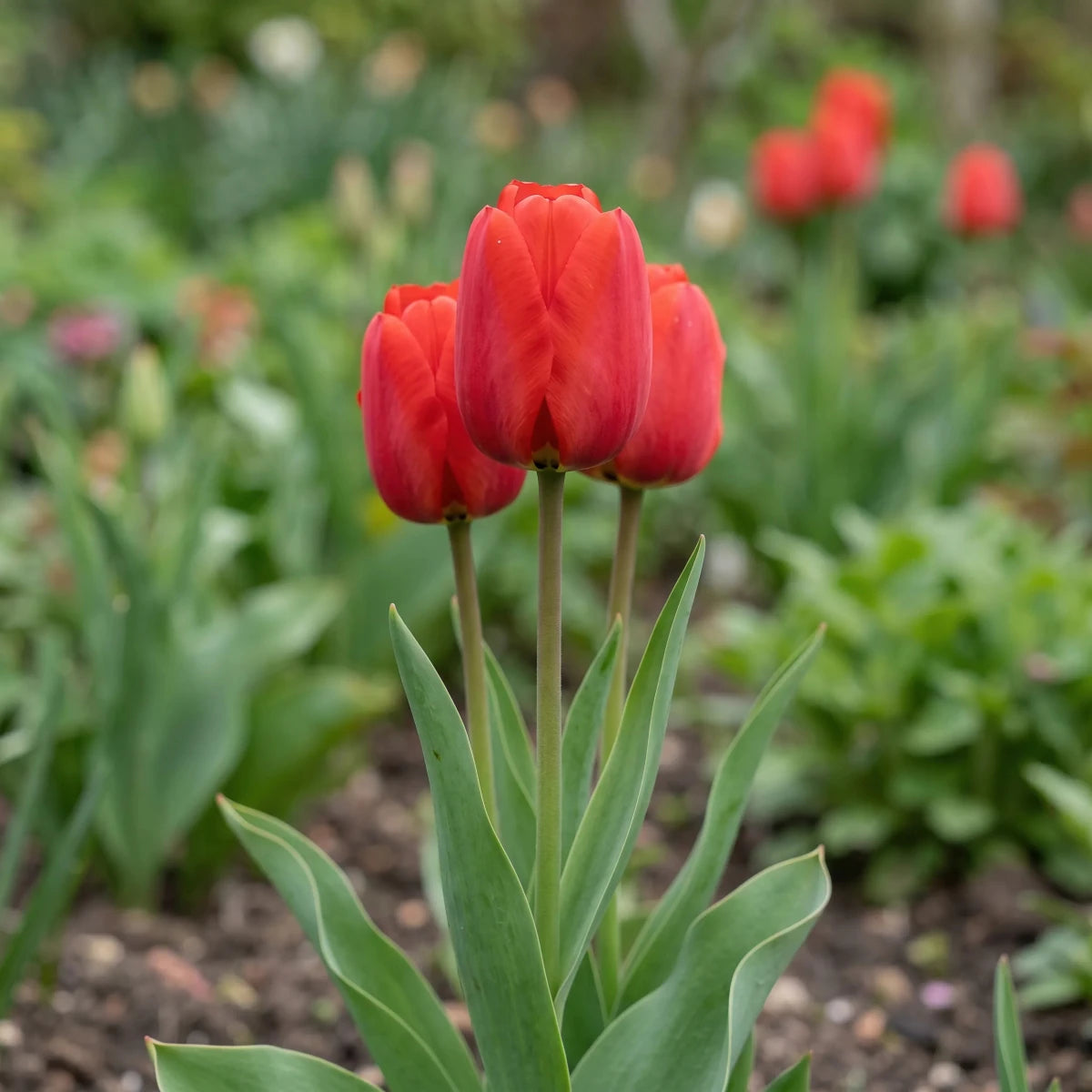 Tulipa 'Apeldoorn' (Tulip) - Harding & Bloom