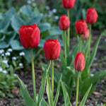 Tulipa 'Apeldoorn' (Tulip) - Harding & Bloom
