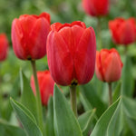 Tulipa 'Apeldoorn' (Tulip) - Harding & Bloom