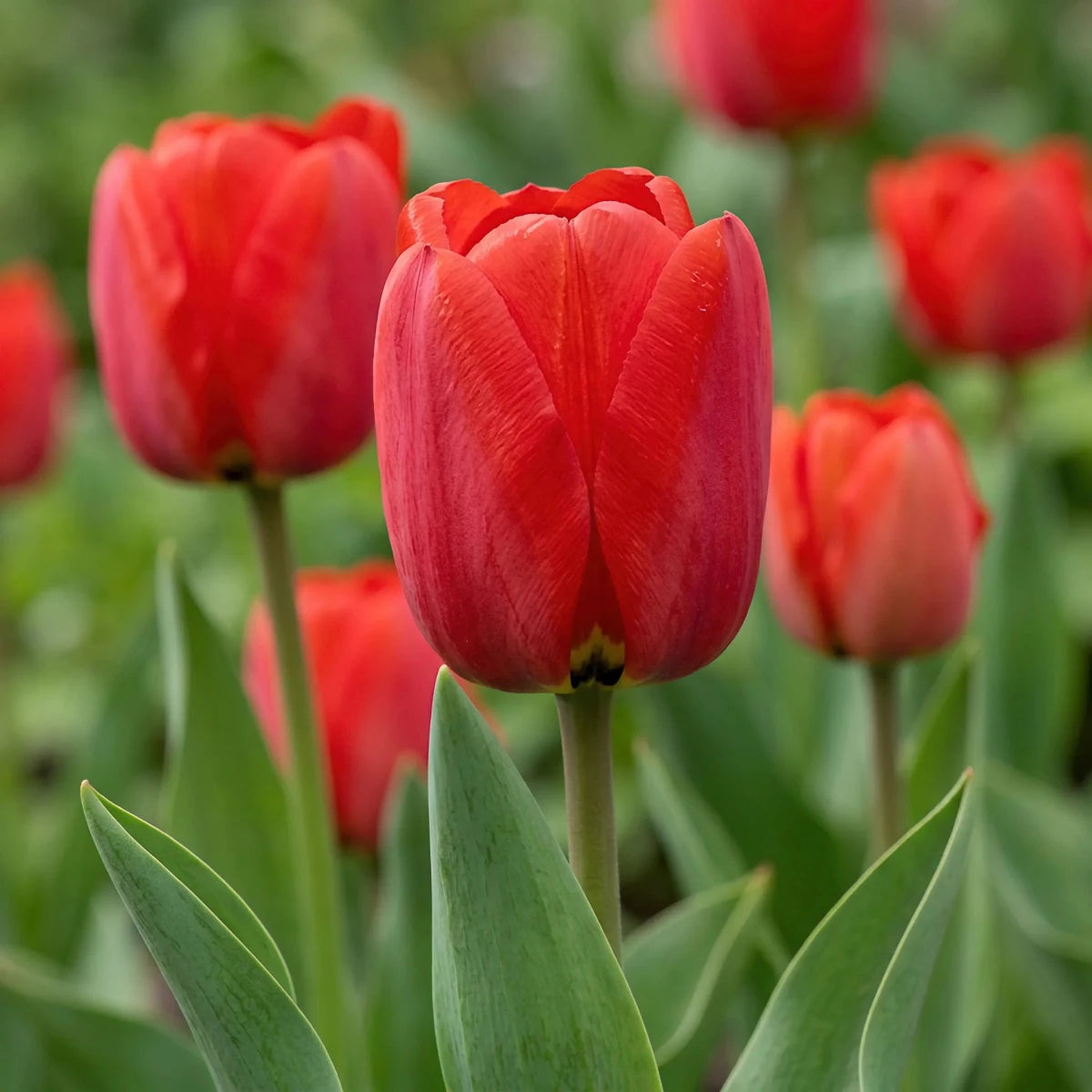 Tulipa 'Apeldoorn' (Tulip) - Harding & Bloom
