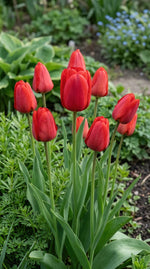 Tulipa 'Apeldoorn' (Tulip) - Harding & Bloom