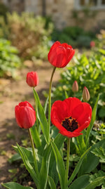 Tulipa 'Apeldoorn' (Tulip) - Harding & Bloom