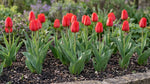 Tulipa 'Apeldoorn' (Tulip) - Harding & Bloom