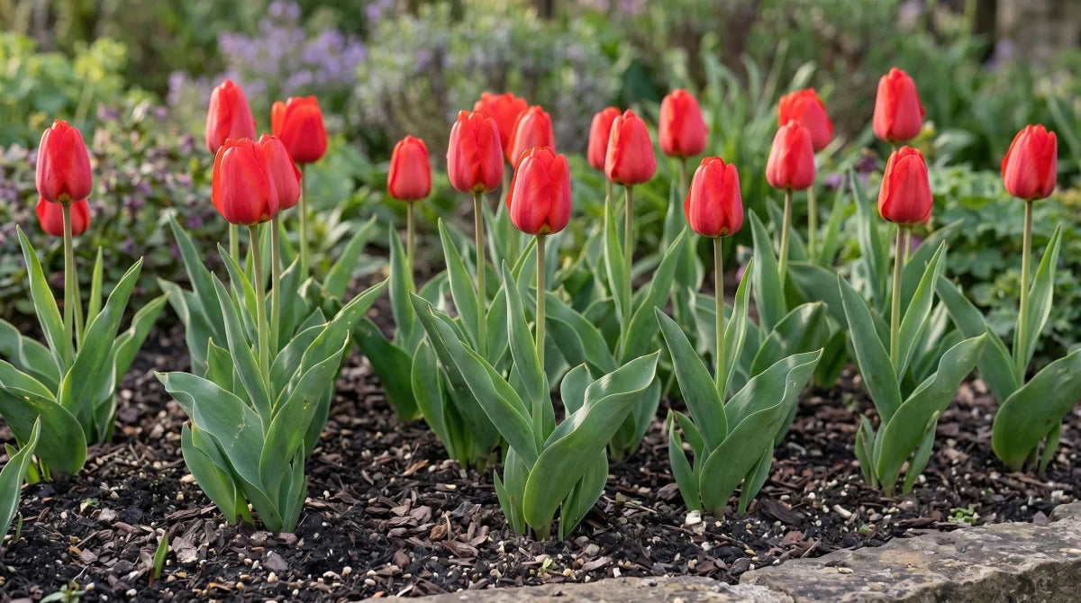Tulipa 'Apeldoorn' (Tulip) - Harding & Bloom