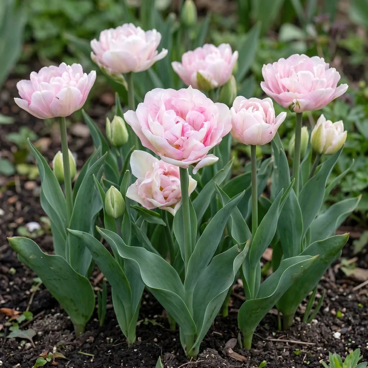 Tulip 'Angelique' - Harding & Bloom