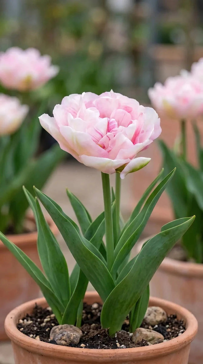 Tulip 'Angelique' - Harding & Bloom