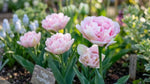 Tulip 'Angelique' - Harding & Bloom