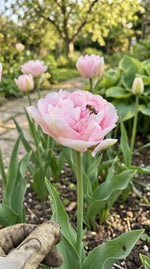 Tulip 'Angelique' - Harding & Bloom