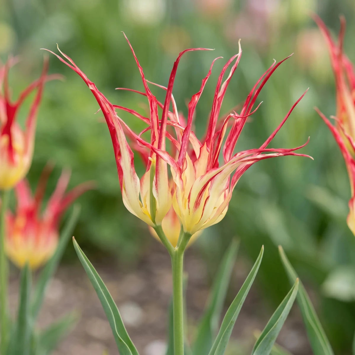 Tulipa 'Acuminata' (horned tulip) - Harding & Bloom