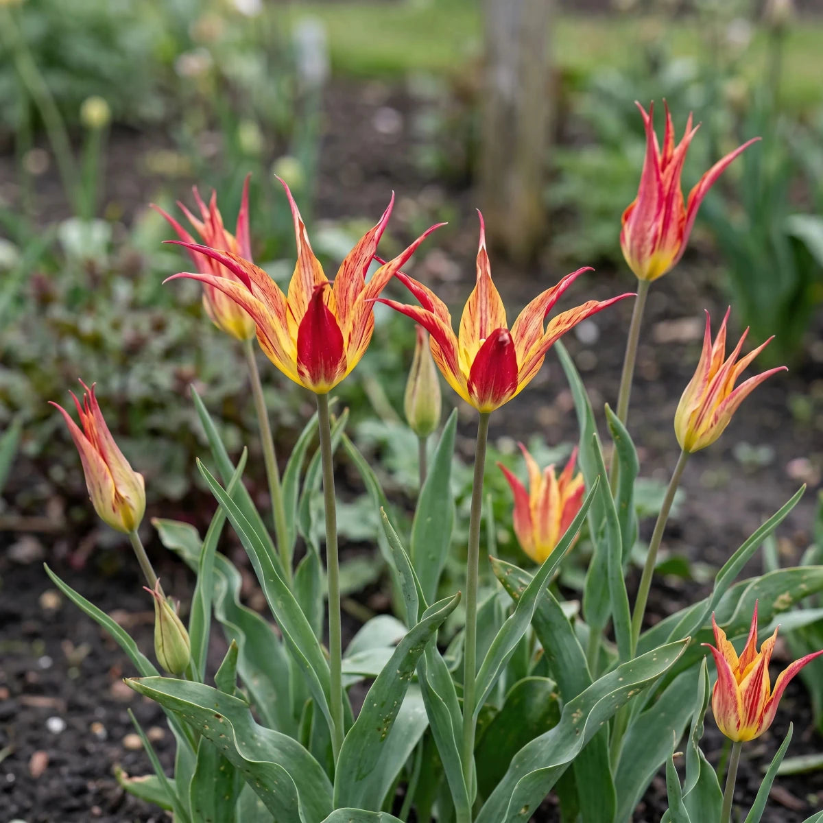 Tulipa 'Acuminata' (horned tulip) - Harding & Bloom