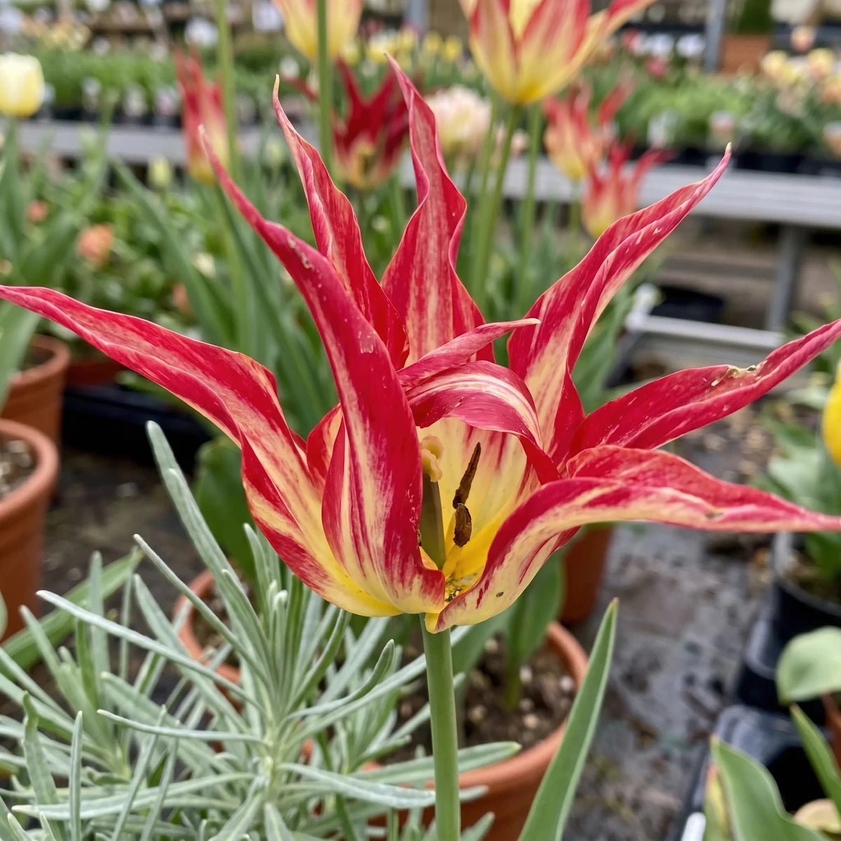 Tulipa 'Acuminata' (horned tulip) - Harding & Bloom