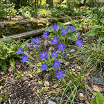 Triteleia 'Queen Fabiola' (Triplet lily) - Harding & Bloom