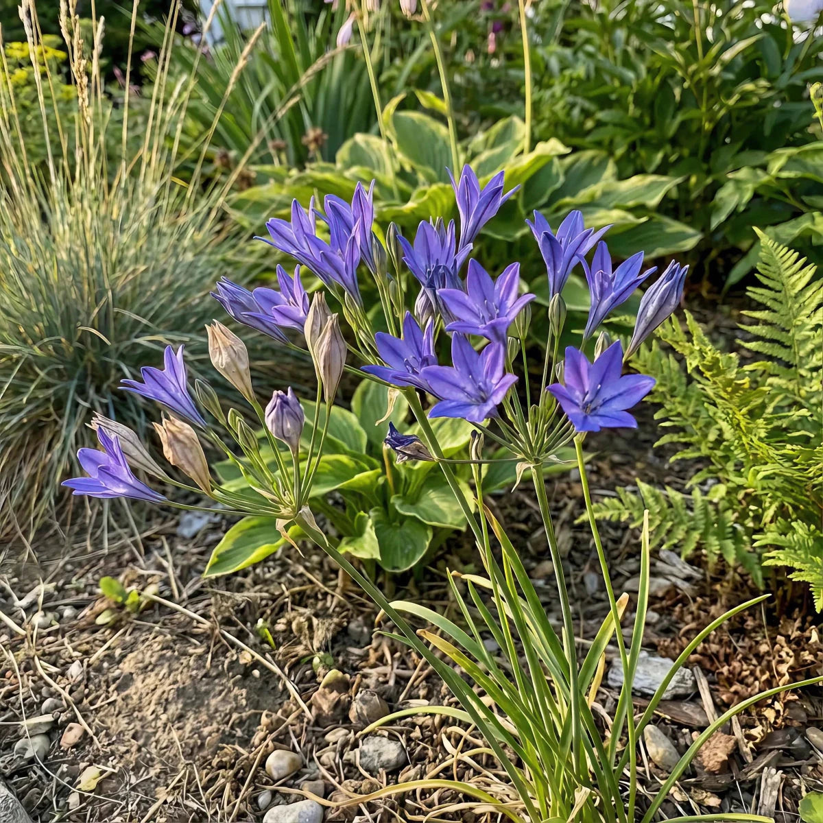 Triteleia 'Queen Fabiola' (Triplet lily) - Harding & Bloom