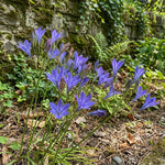 Triteleia 'Queen Fabiola' (Triplet lily) - Harding & Bloom
