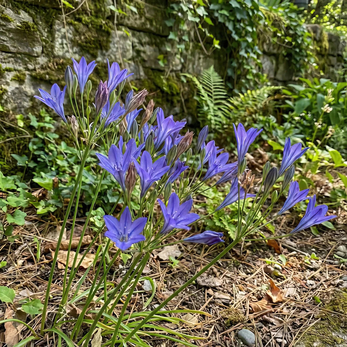 Triteleia 'Queen Fabiola' (Triplet lily) - Harding & Bloom