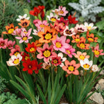 Sparaxis 'Mixed' (Harlequin flower) - Harding & Bloom