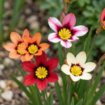 Sparaxis 'Mixed' (Harlequin flower) - Harding & Bloom