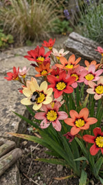 Sparaxis 'Mixed' (Harlequin flower) - Harding & Bloom