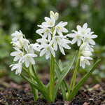 Scilla 'Alba' (Siberian squill) - Harding & Bloom