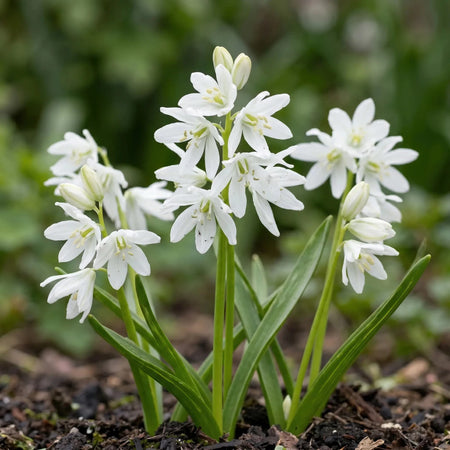 Scilla 'Alba' (Siberian squill) - Harding & Bloom