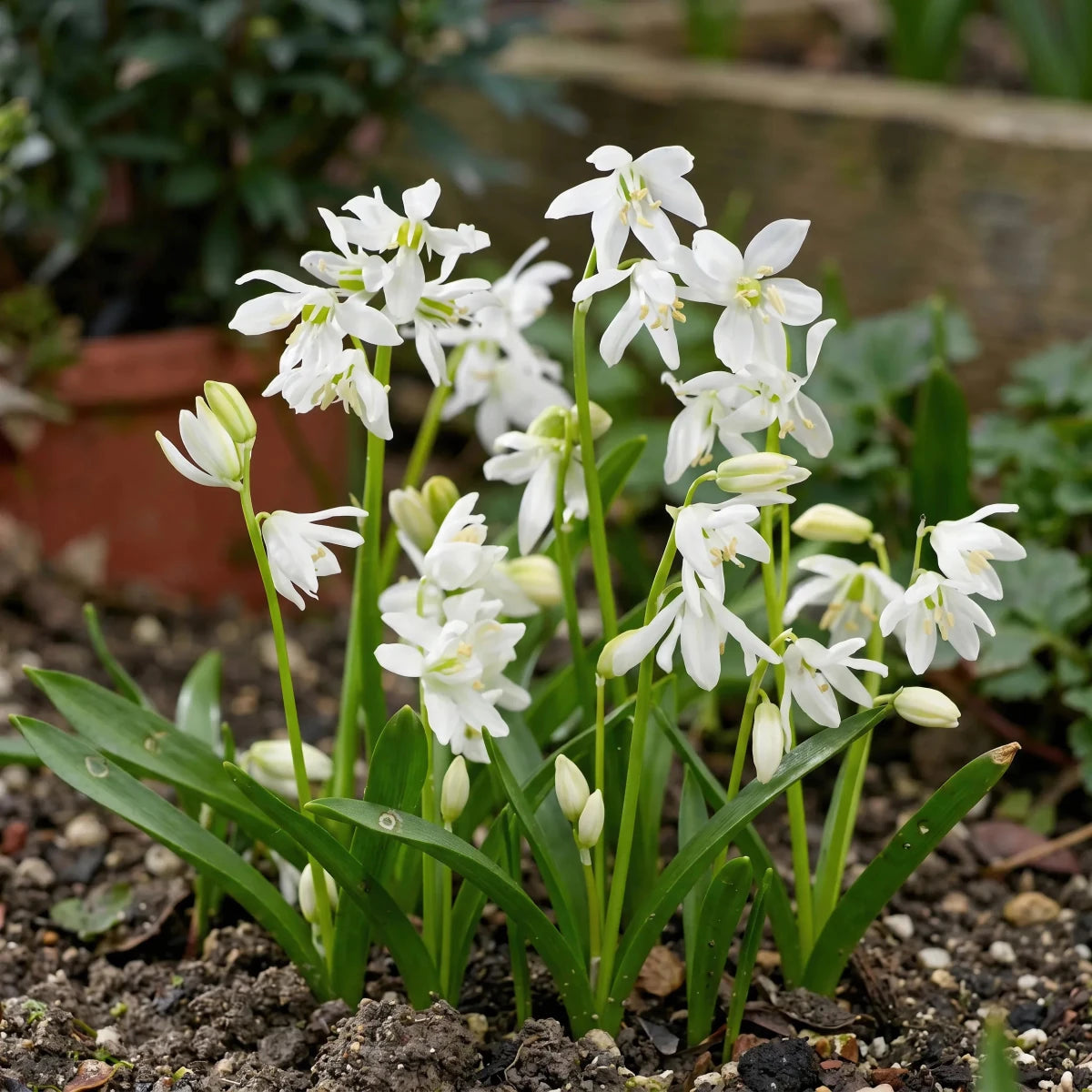 Scilla 'Alba' (Siberian squill) - Harding & Bloom