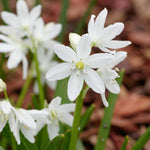 Scilla 'Alba' (Siberian squill) - Harding & Bloom