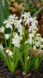 Scilla 'Alba' (Siberian squill) - Harding & Bloom