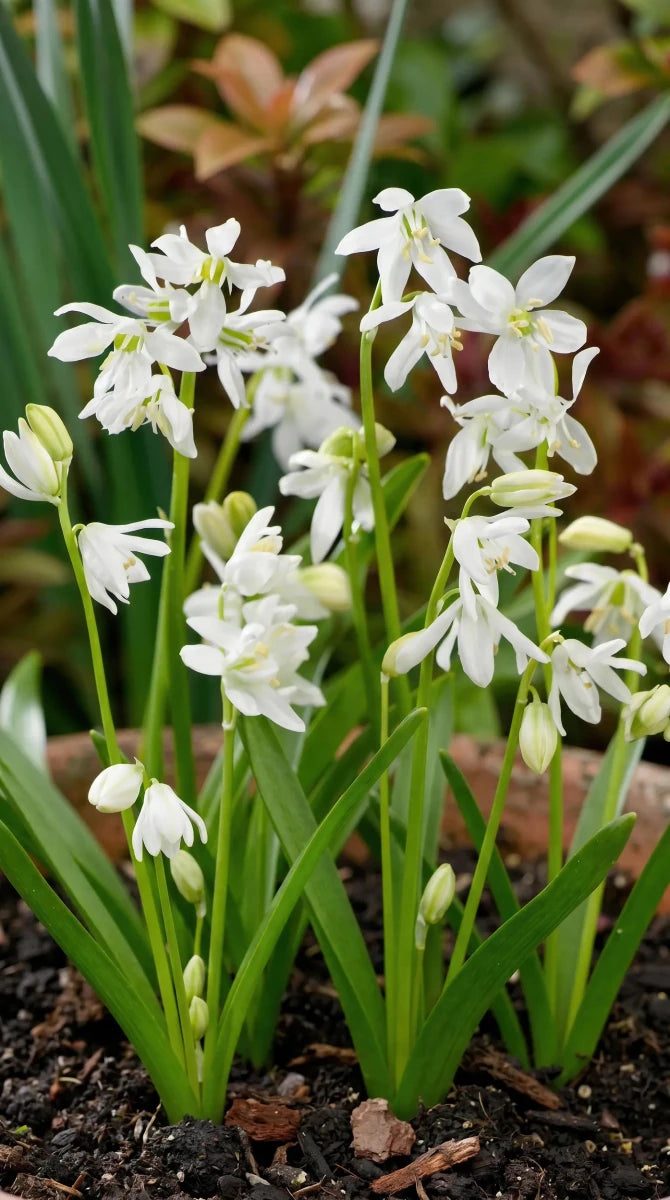 Scilla 'Alba' (Siberian squill) - Harding & Bloom