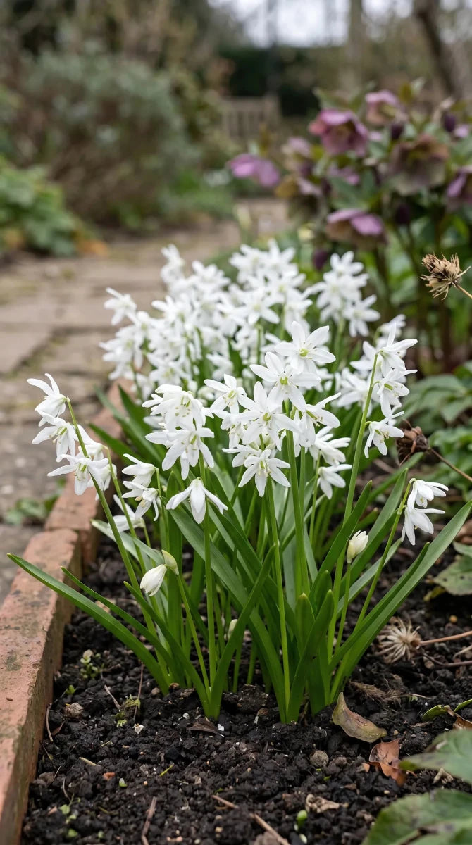 Scilla 'Alba' (Siberian squill) - Harding & Bloom