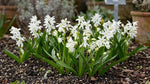 Scilla 'Alba' (Siberian squill) - Harding & Bloom