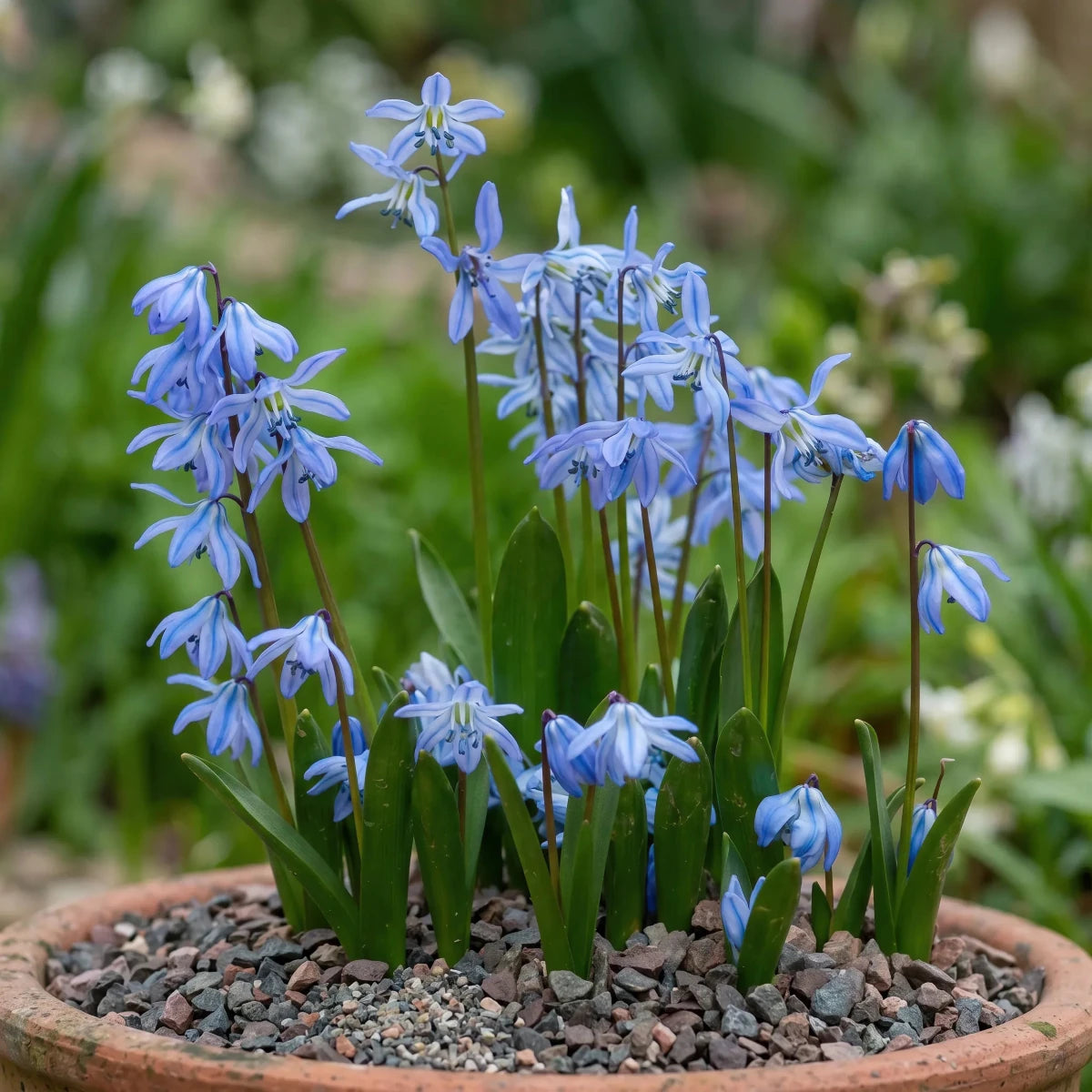 Scilla 'siberica' (Siberian squill) - Harding & Bloom