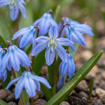 Scilla 'siberica' (Siberian squill) - Harding & Bloom
