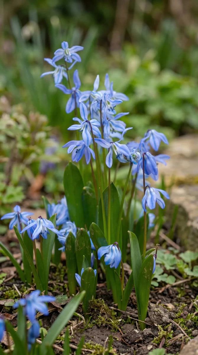 Scilla 'siberica' (Siberian squill) - Harding & Bloom
