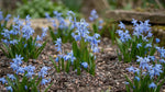 Scilla 'siberica' (Siberian squill) - Harding & Bloom
